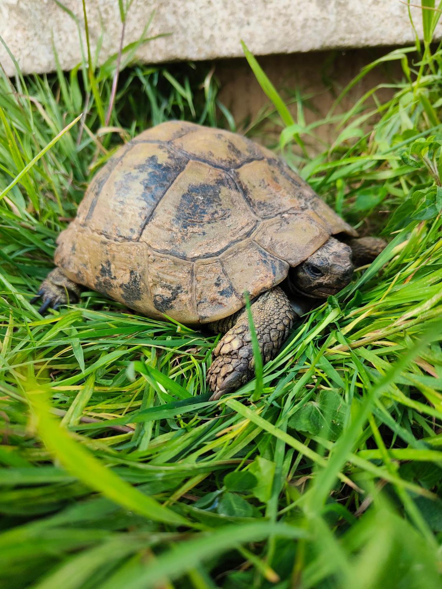Le Gite De La Tortue Bayeux Kültér fotó
